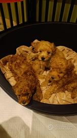 Cucciolo di barboncino toy albicocca