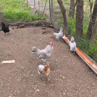 Araucana