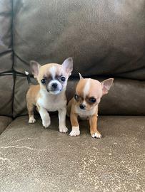 Chihuahua Toy con Pedigree ENCI