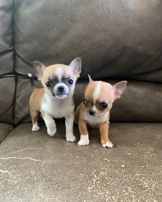 Chihuahua Toy con Pedigree ENCI