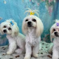 Cucciolo di Maltese taglia piccola