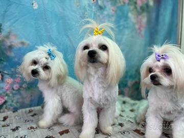 Cucciolo di Maltese taglia piccola