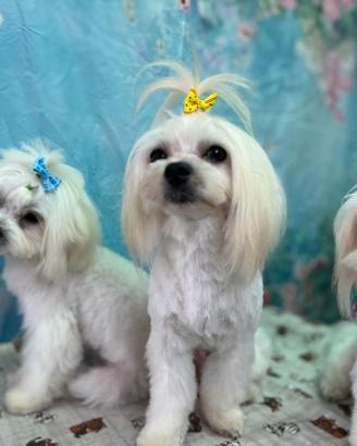 Cucciolo di Maltese taglia piccola