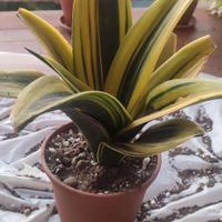 Sansevieria Gold flame (o golden flame)