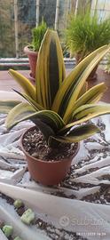 Sansevieria Gold flame (o golden flame)
