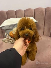 Barboncino minitoy per monta