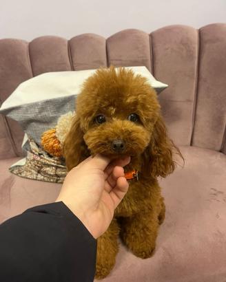 Barboncino minitoy per monta