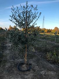 Terreno 5000 mq ad oliveto