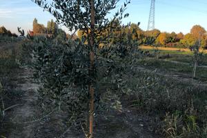 Terreno 5000 mq ad oliveto