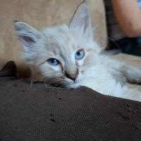 Gattini ragdoll/siberiano 2 mesi