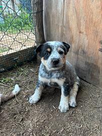 Cuccioli di Australian cattle dog