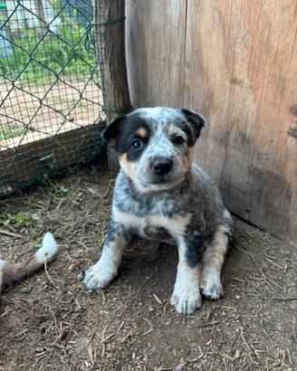 Cuccioli di Australian cattle dog