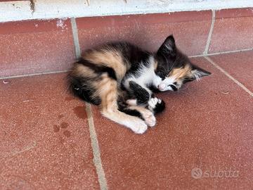 Cuccioli di gatto
