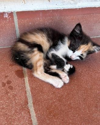 Cuccioli di gatto