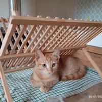 GATTINO ROSSO 4 mesi