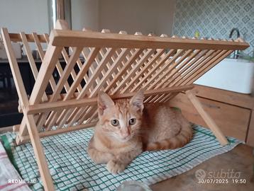 GATTINO ROSSO 4 mesi