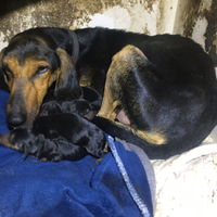 Cuccioli Segugio Italiano da lepre