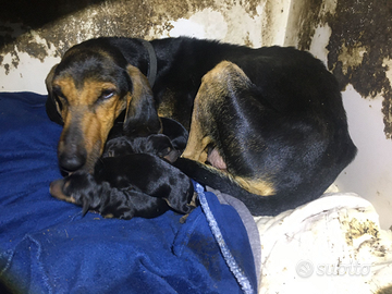 Cuccioli Segugio Italiano da lepre