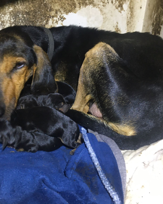 Cuccioli Segugio Italiano da lepre