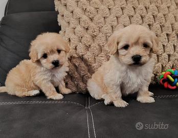 Cuccioli di Maltipoo