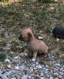 Pinscher
