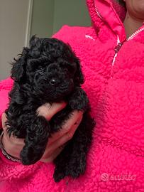 Cuccioli barboncino Toy