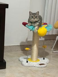 Vendita gatto per allergia di mia figlia