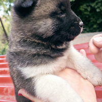 Cuccioli Akita Americano