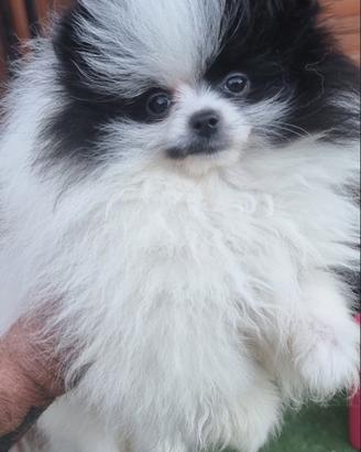 Cucciola spitz