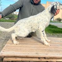 Setter inglese