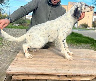 Setter inglese