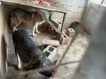 Disponibile Coppia lupo cecoslovacco