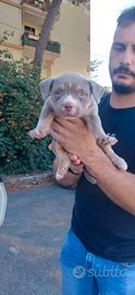 American bully