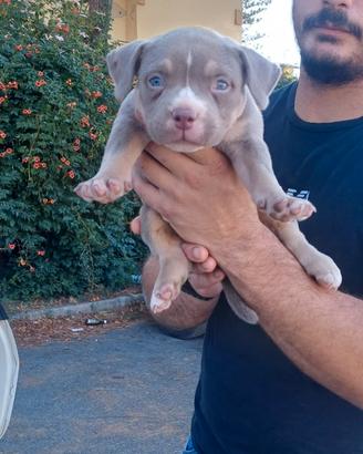 American bully