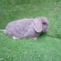 Coniglio ariete Mini loop