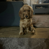 Cocker spaniel inglese