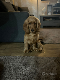 Cocker spaniel inglese