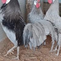 Gallo spagnola faccia bianca