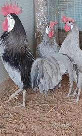 Gallo spagnola faccia bianca