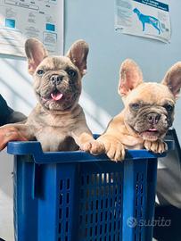 Bulldog francese