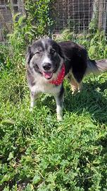 Adotta cagnolina meticcia