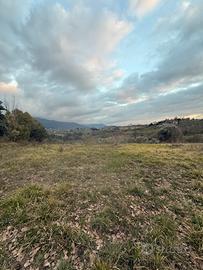 Terreno con tartufaie coltivate panoramico
