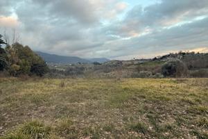 Terreno con tartufaie coltivate panoramico