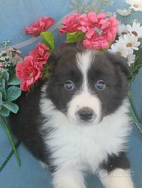 Cuccioli di Border Collie