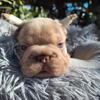 BIG ROPE ISABELLA NEW SHADE maschio Bull.Francese