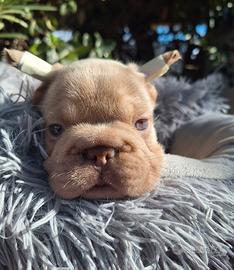 BIG ROPE ISABELLA NEW SHADE maschio Bull.Francese