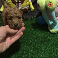 Femminuccia barboncino red toy