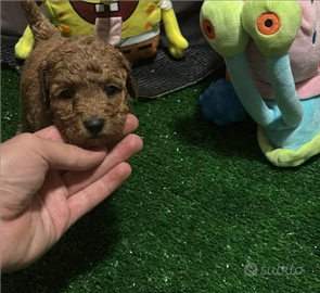 Femminuccia barboncino red toy