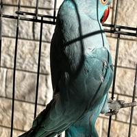 Disponibili pappagalli parrocchetti dal collare