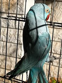 Disponibili pappagalli parrocchetti dal collare